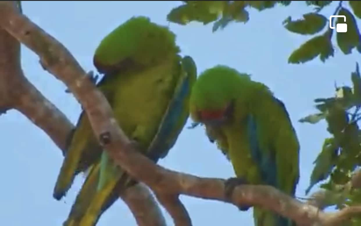 Conozca El Rbol De Almendro Amarillo De Cuyo Fruto Se Alimenta La Lapa