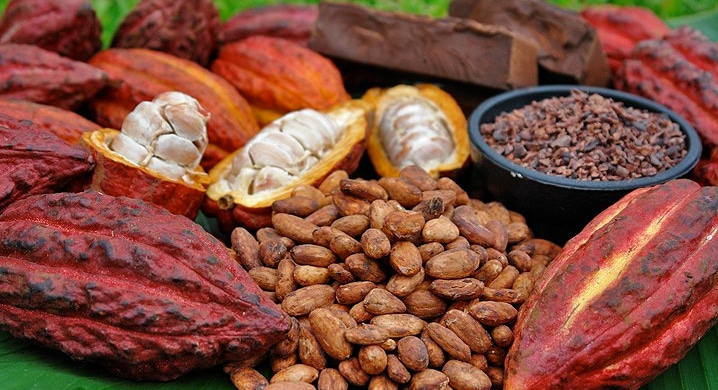 Cacao: abre puertas de producción al Norte Norte del país