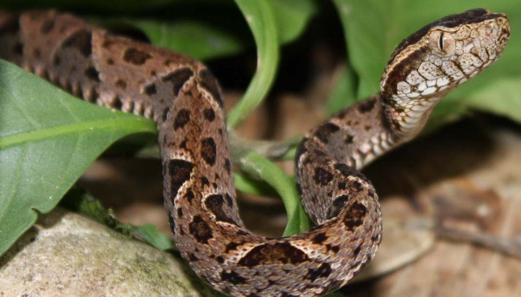 Sancarleño salvó  muchas vidas  con  serpientes venenosas