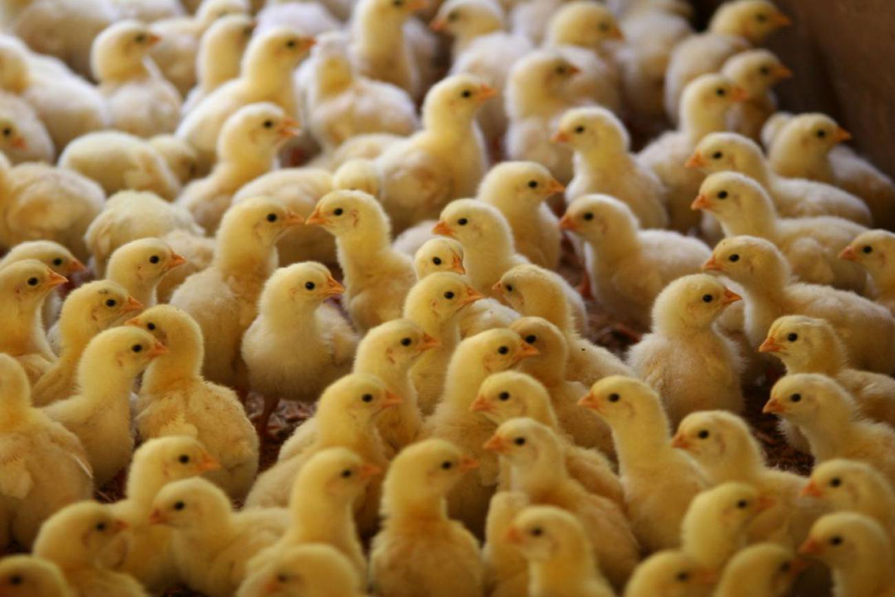 (Video) Buscan evitar la trituración de pollitos en Europa
