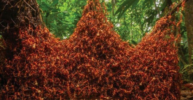 Foto de ejército de hormigas guerreras en Sarapiquí gana premio mundial en Inglaterra