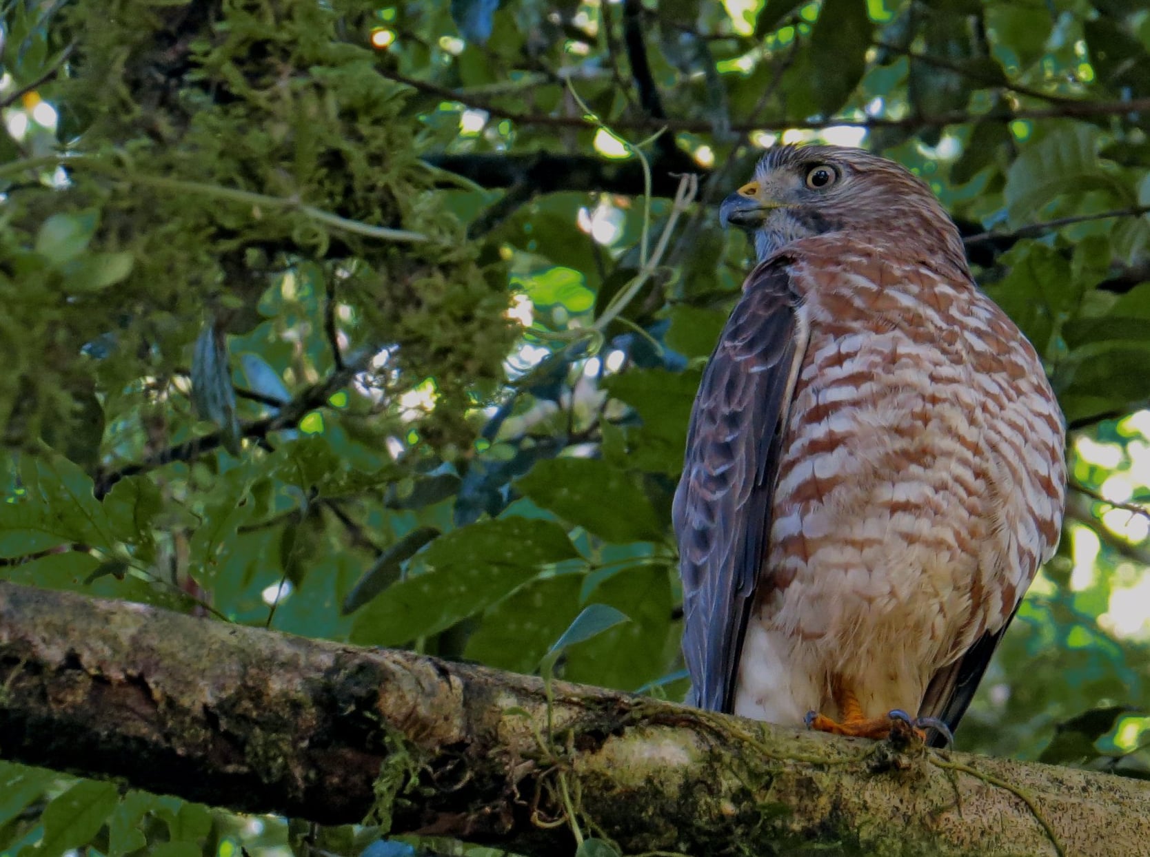 Estación Biológica la Selva, en Sarapiquí lleva 34 años  de hacer el Conteo de Aves Navideño