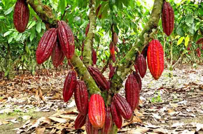 Hoy es el Día Nacional del Cacao, producto con futuro económico en la Zona Norte