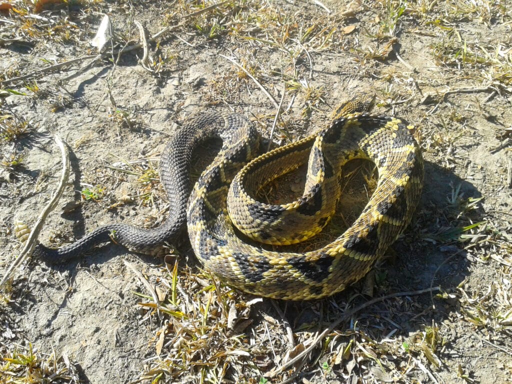 Conozca la serpiente cascabel de  Costa   Rica , puede vivir hasta 20 años, su veneno es muy tóxico