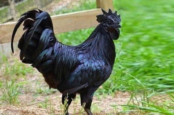 Gallina de Indonesia que pone huevos negros  y tiene carne negra llega a costar $2500