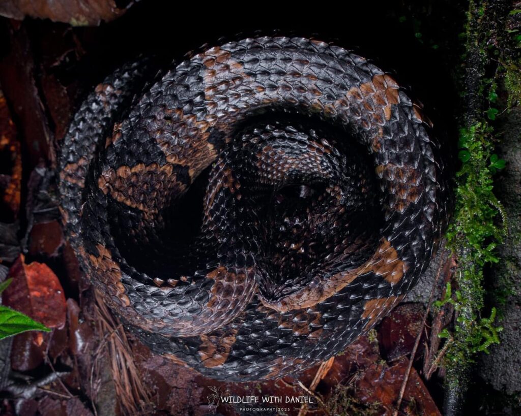 Conozca la serpiente venenosa «Mano de Piedra» endémica de Costa Rica y en peligro